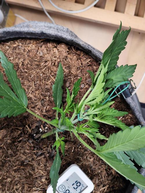 Gorilla Cookies Auto von 2Fast4Buds. Week 3