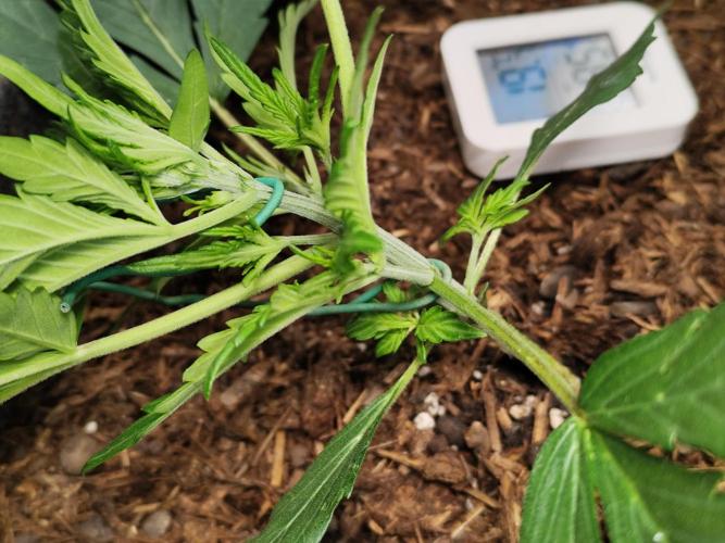 Gorilla Cookies Auto von 2Fast4Buds. Week 3