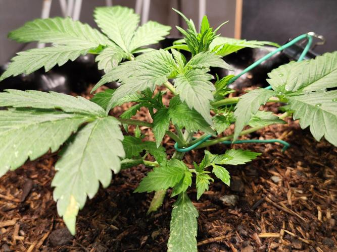 Cafe Racer Autoflower von Blimburn Seeds. Week 4 - Tag 29