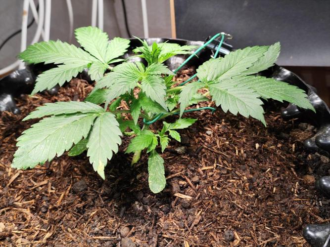 Cafe Racer Autoflower von Blimburn Seeds. Week 4