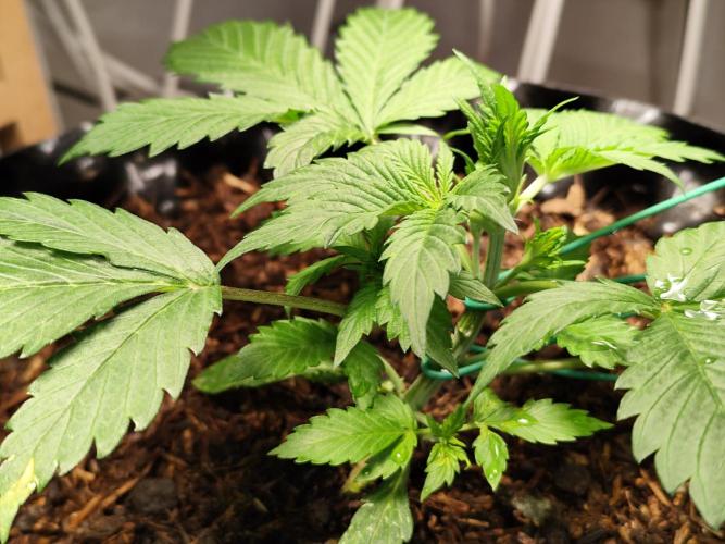 Cafe Racer Autoflower von Blimburn Seeds. Week 4