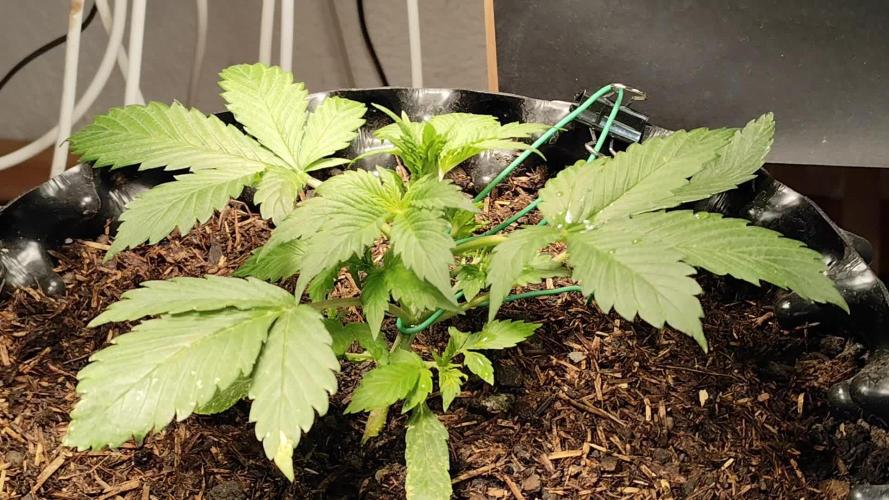 Cafe Racer Autoflower von Blimburn Seeds