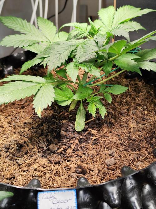 Cafe Racer Autoflower von Blimburn Seeds. Week 4 - Tag 32