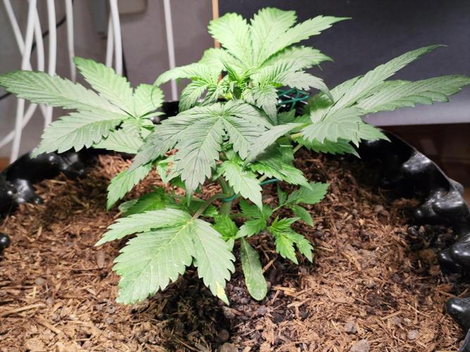 Cafe Racer Autoflower von Blimburn Seeds. Week 4