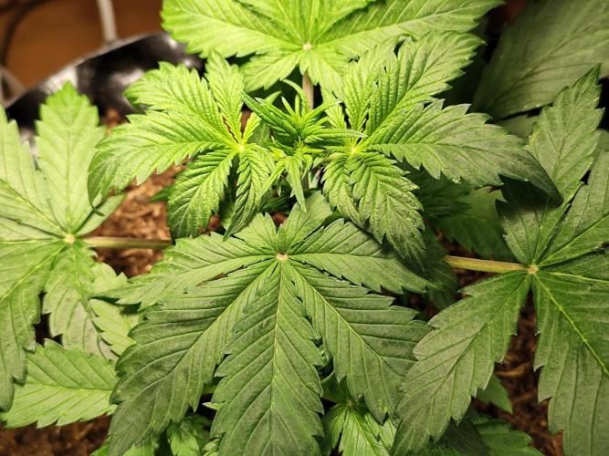 Cafe Racer Autoflower von Blimburn Seeds. Week 4