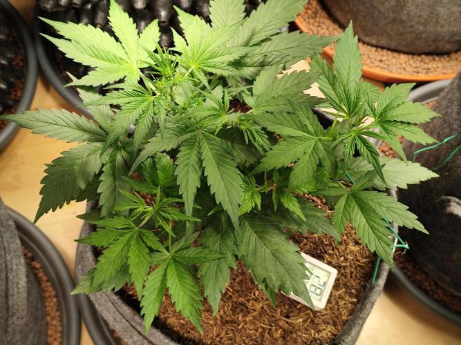 Glue Gelato Auto Strain by Barneys Farm. Week 4