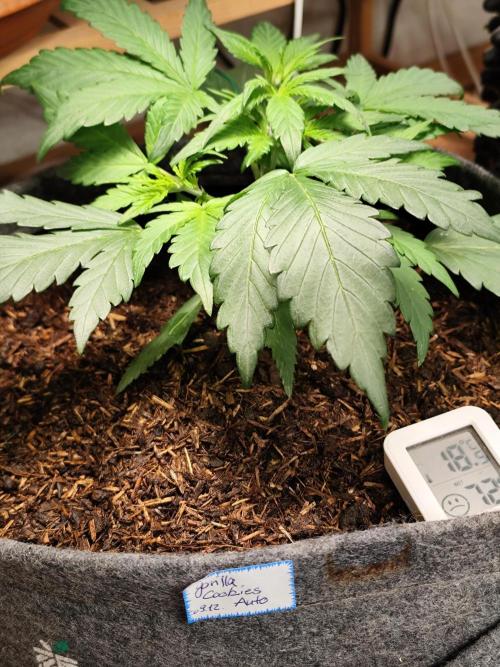 Gorilla Cookies Auto von 2Fast4Buds. Week 4 - Tag 29