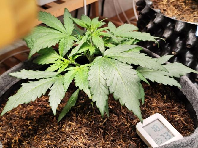 Gorilla Cookies Auto von 2Fast4Buds. Week 4