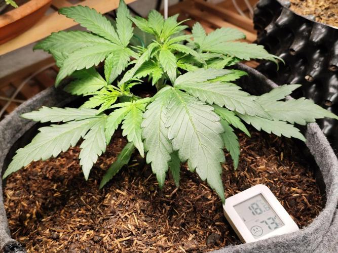 Gorilla Cookies Auto von 2Fast4Buds. Week 4
