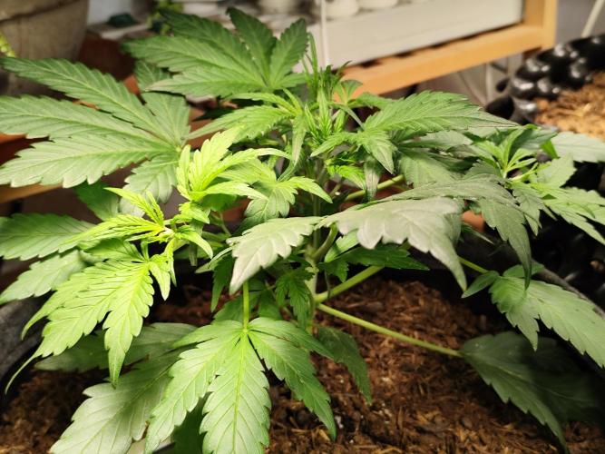 Gorilla Cookies Auto von 2Fast4Buds. Week 4 - Tag 32