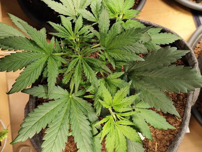 Gorilla Cookies Auto von 2Fast4Buds. Week 4