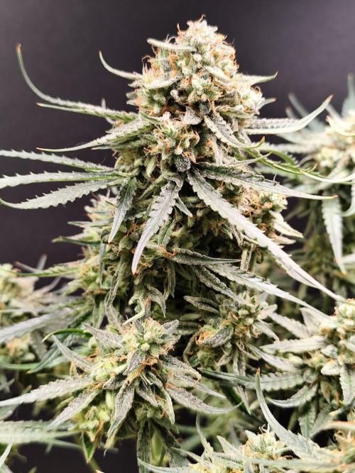 Orion F1 Automatic von Royal Queen Seeds. Week 12