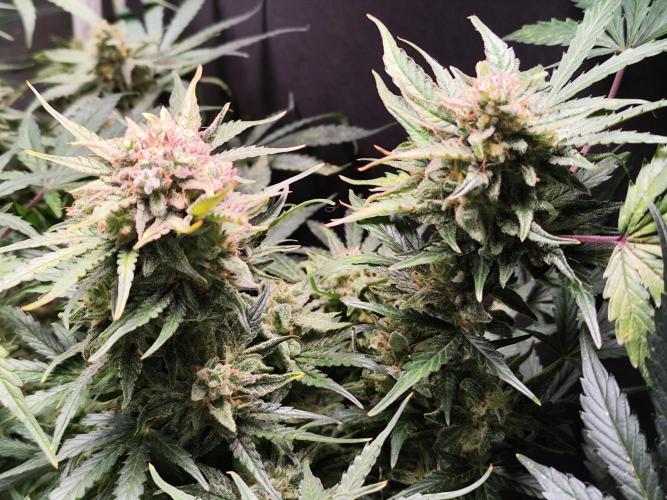 Green Gelato Automatic von Royal Queen Seeds. Week 12