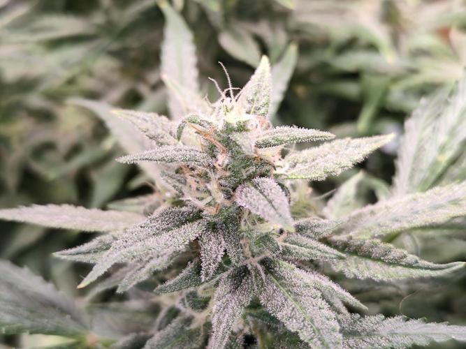 Sunset Sherbet Automatic. Week 12