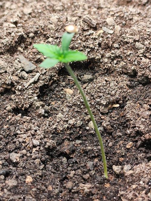 Frostbanger Auto F3 von 2Fast4Buds. Week 0