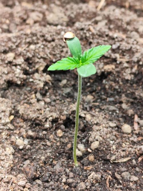 Frostbanger Auto F3 von 2Fast4Buds. Week 0