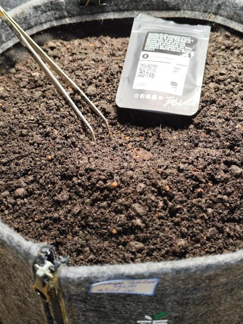 Orange Sherbet Auto von 2Fast4Buds. Week 0