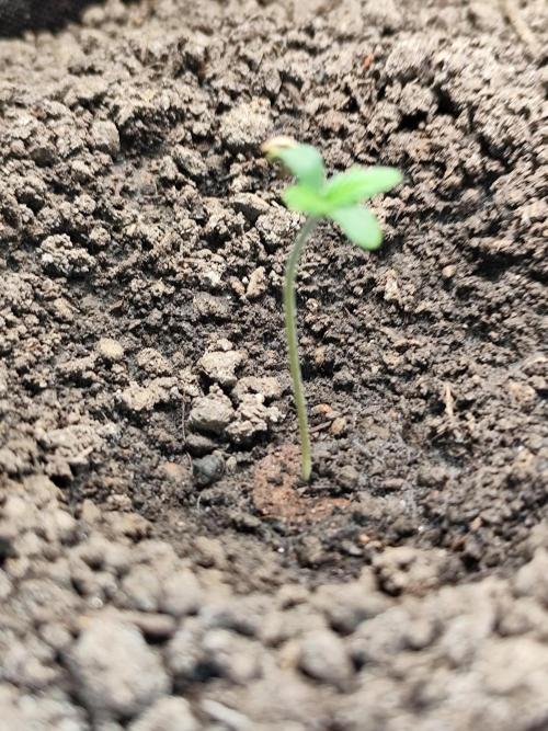 Orange Sherbet Auto von 2Fast4Buds. Week 0 - Tag 6