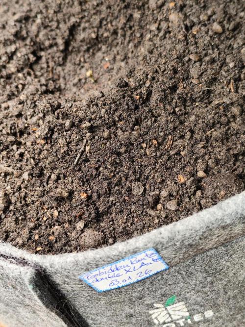 Forbidden Runtz double XL Auto Grower's. Week 0