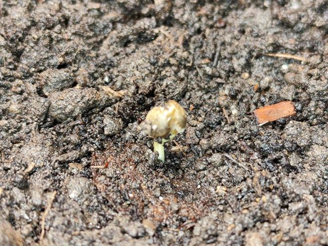 Forbidden Runtz double XL Auto Grower's. Week 0 - Tag 3