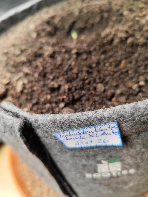 Forbidden Runtz double XL Auto Grower's. Week 0