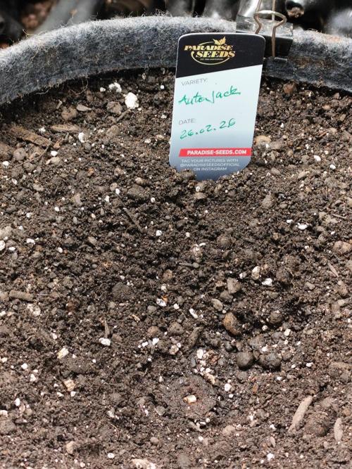 Auto Jack  von Paradise Seeds. Week 0