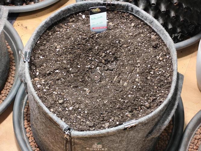 Auto Jack  von Paradise Seeds. Week 0