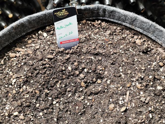Auto Jack  von Paradise Seeds. Week 0 - Tag 3
