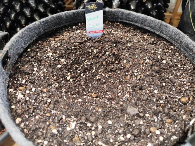 Auto Jack  von Paradise Seeds. Week 0 - Tag 5