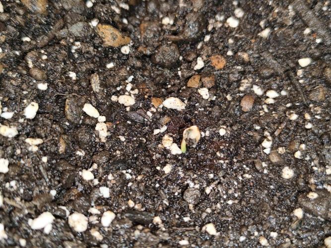 Auto Jack  von Paradise Seeds. Week 0