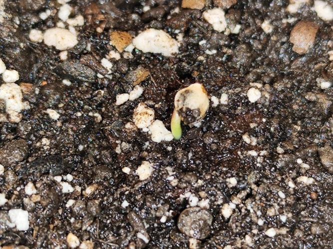 Auto Jack  von Paradise Seeds. Week 0