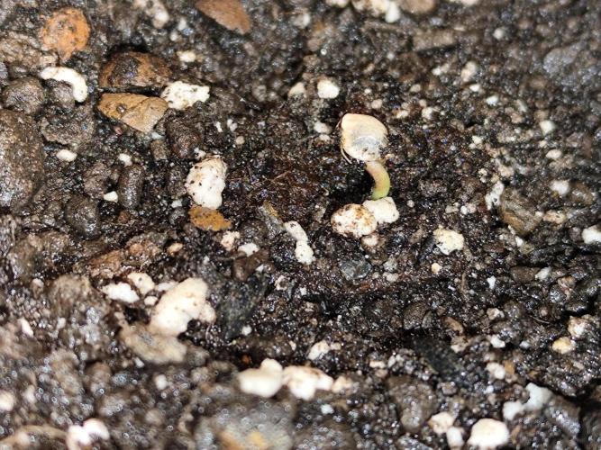 Auto Jack  von Paradise Seeds. Week 0