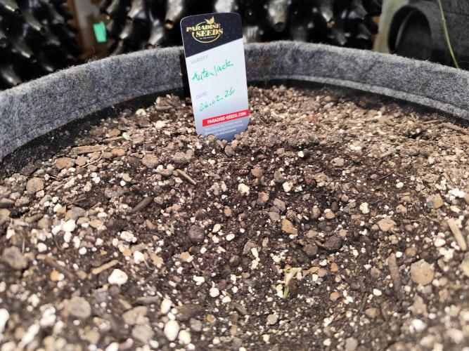 Auto Jack  von Paradise Seeds. Week 0 - Tag 6