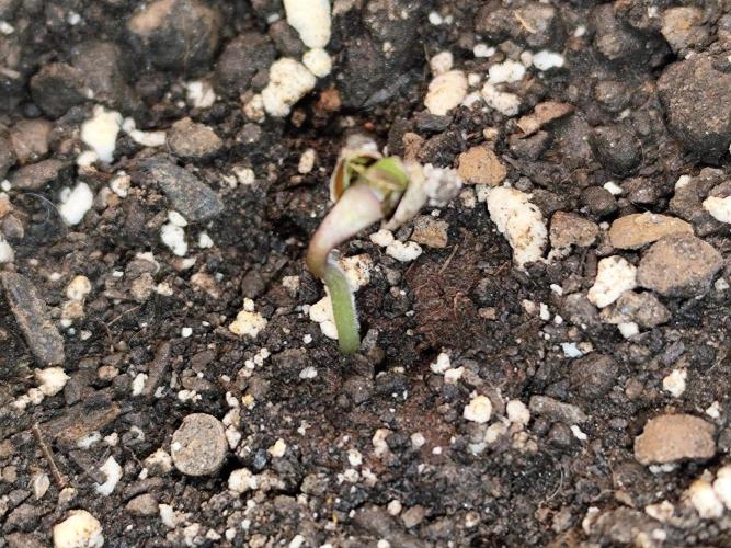 Auto Jack  von Paradise Seeds. Week 0