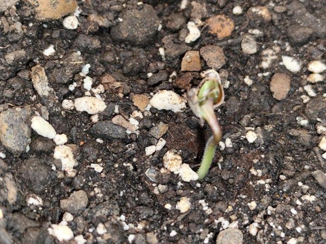 Auto Jack  von Paradise Seeds. Week 0