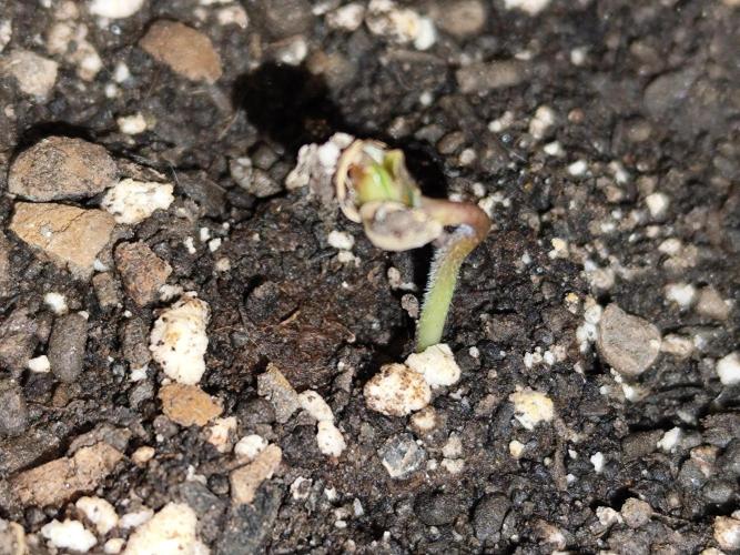 Auto Jack  von Paradise Seeds. Week 0