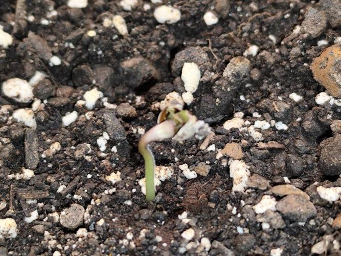 Auto Jack  von Paradise Seeds. Week 0