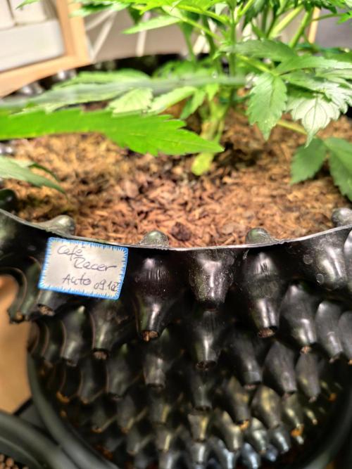 Cafe Racer Autoflower von Blimburn Seeds. Week 5 - Tag 37