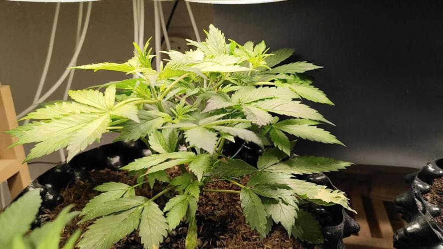 Cafe Racer Autoflower von Blimburn Seeds