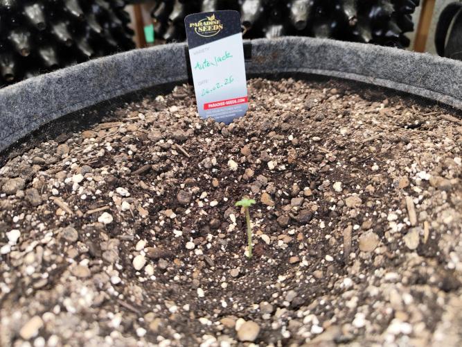 Auto Jack  von Paradise Seeds. Week 1 - Tag 7