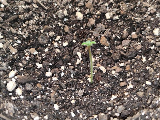 Auto Jack  von Paradise Seeds. Week 1