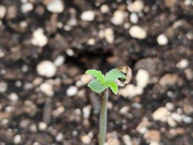 Auto Jack  von Paradise Seeds. Week 1