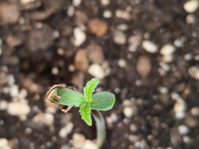 Auto Jack  von Paradise Seeds. Week 1