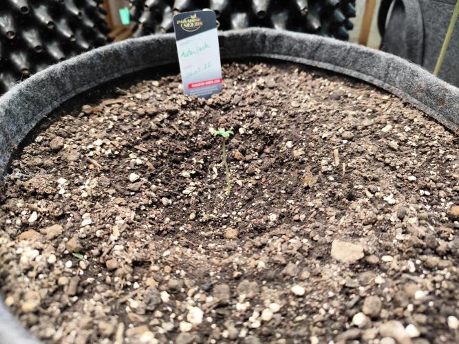 Auto Jack  von Paradise Seeds. Week 1 - Tag 8