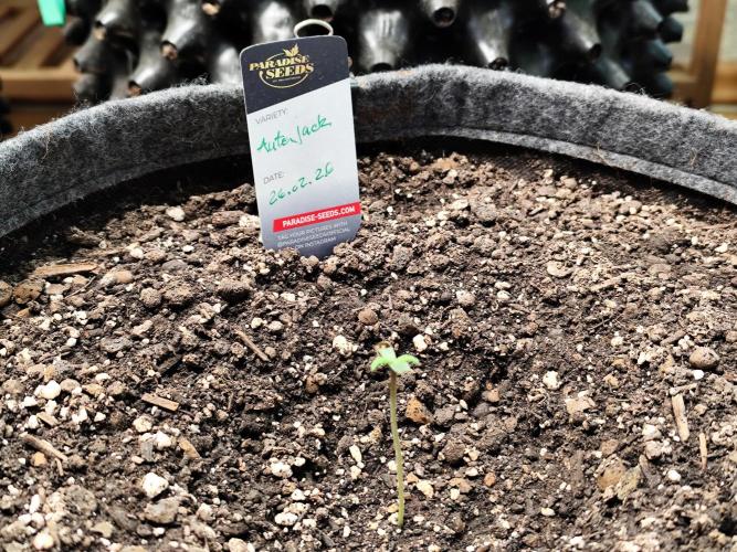 Auto Jack  von Paradise Seeds. Week 1