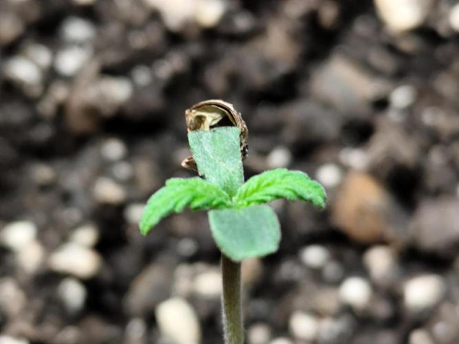 Auto Jack  von Paradise Seeds. Week 1