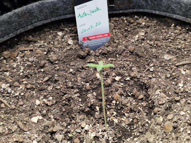 Auto Jack  von Paradise Seeds. Week 1 - Tag 10