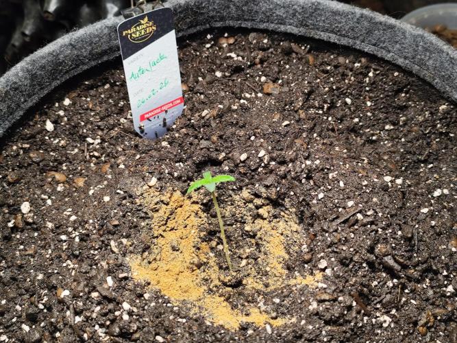 Auto Jack  von Paradise Seeds. Week 1