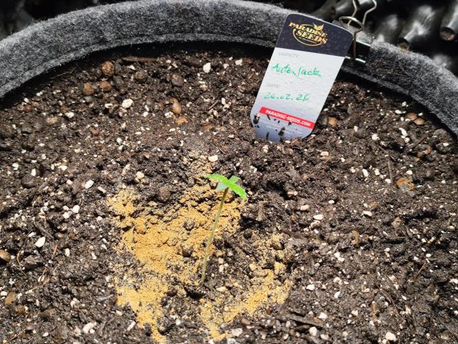 Auto Jack  von Paradise Seeds. Week 1