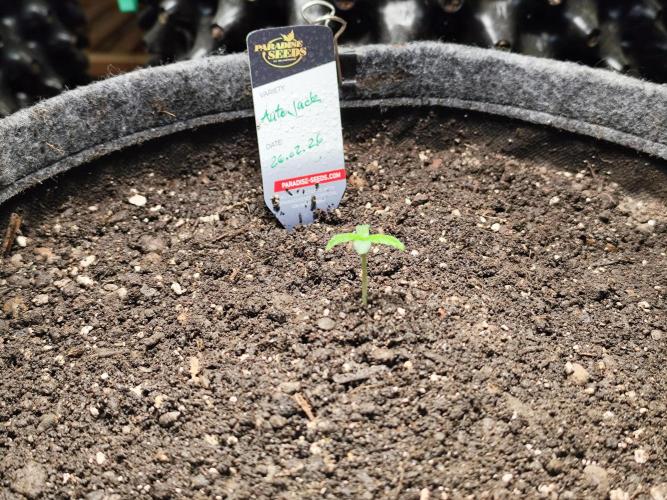 Auto Jack  von Paradise Seeds. Week 1